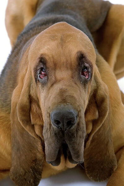 Dog - Bloodhound  /  St Hubert Hound - Lying down