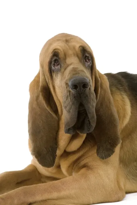 Framed Print : Dog - Bloodhound / St Hubert Hound - Sitting down Framed Print : Dog - Bloodhound / St Hubert Hound - Sitting down