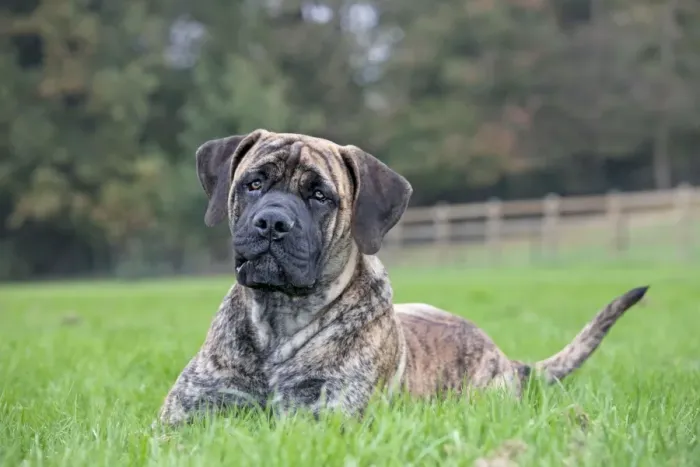 Framed Print : Dog - Boerboel dog - adult Framed Print : Dog - Boerboel dog - adult