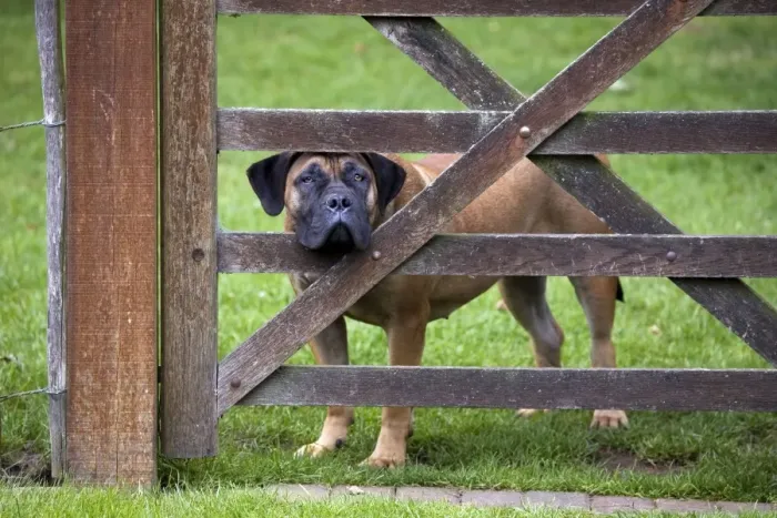 Framed Print : Dog - Boerboel peering through fence Framed Print : Dog - Boerboel peering through fence