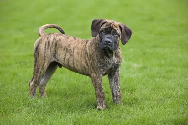 Brindle Boerboel Boerboel Puppy In A Garden Art Prints, Posters