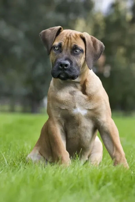 Framed Print : Dog - Boerboel - puppy in garden Framed Print : Dog - Boerboel - puppy in garden