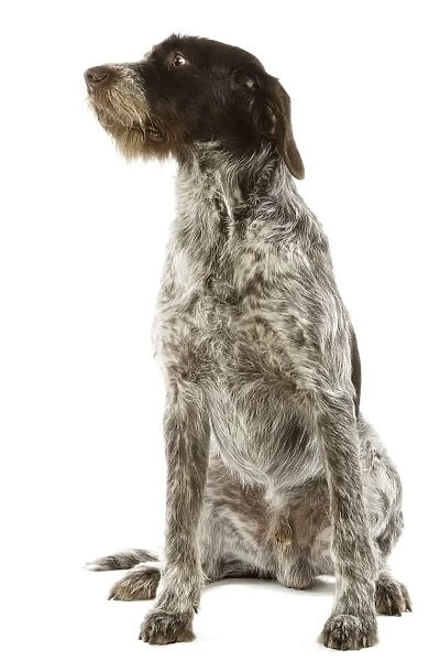 Dog - Bohemian Wire-haired Pointing Griffon  /  Cesky Fousek