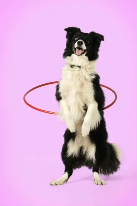 Framed Print : DOG. Border collie doing hoola hoop Digital Manipulation: background colour white to pink Framed Print : DOG. Border collie doing hoola hoop Digital Manipulation: background colour white to pink