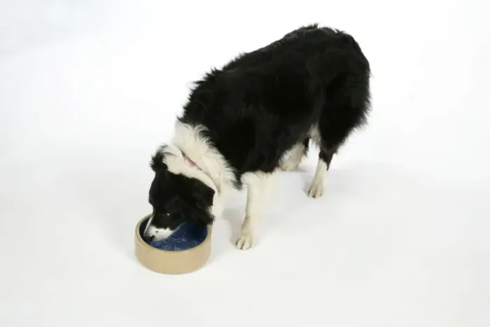 Framed Print : DOG - Border Collie drinking water from a bowl Framed Print : DOG - Border Collie drinking water from a bowl
