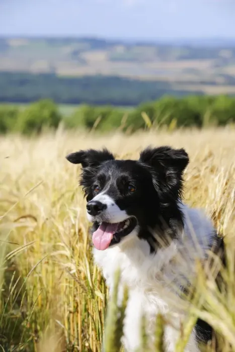 Framed Print : Dog. Border Collie in field Framed Print : Dog. Border Collie in field