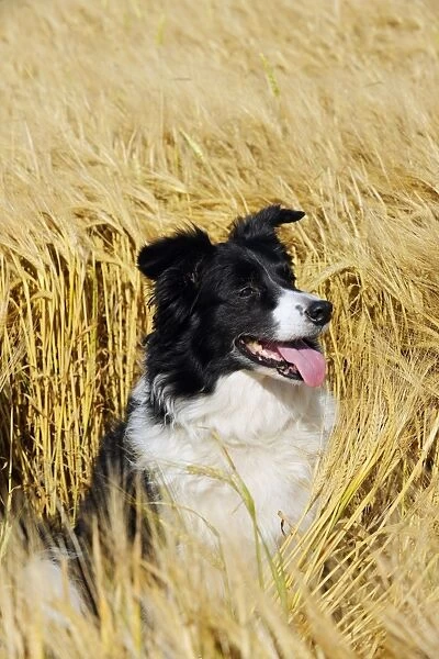 Dog. Border Collie in field