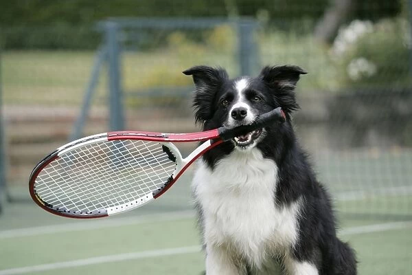 Dog - Border Collie holding tennis racket