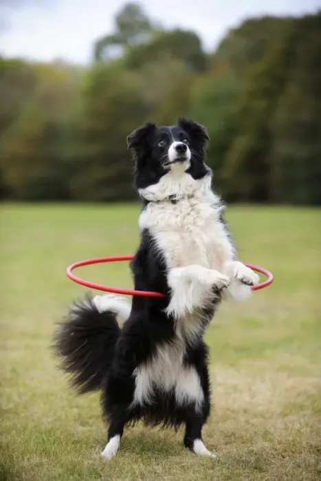 Framed Print : DOG. Border collie hoola hooping Framed Print : DOG. Border collie hoola hooping