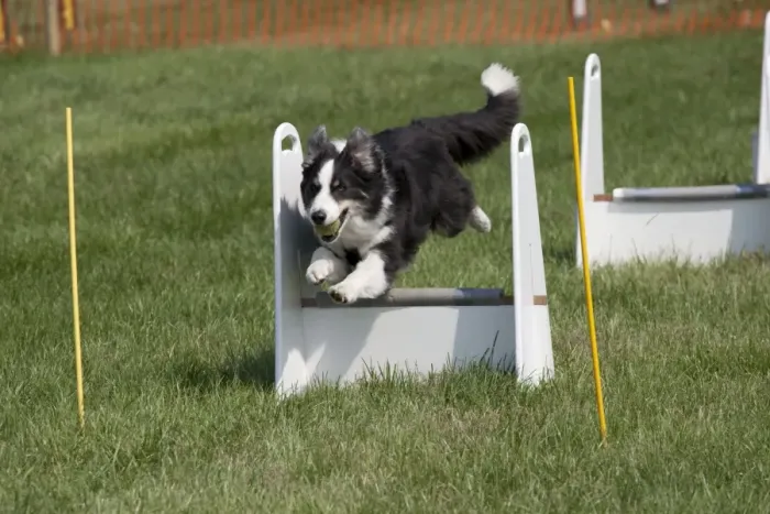 Framed Print : Dog - Border Collie jumping at dog agility event - Gotherington Show - UK Framed Print : Dog - Border Collie jumping at dog agility event - Gotherington Show - UK