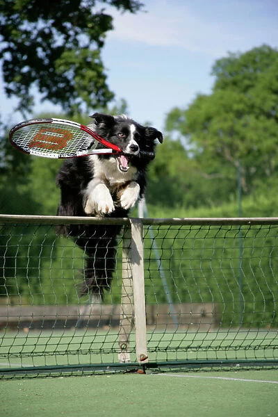 Dog - Border collie jumping over tennis net with racquet in mouth