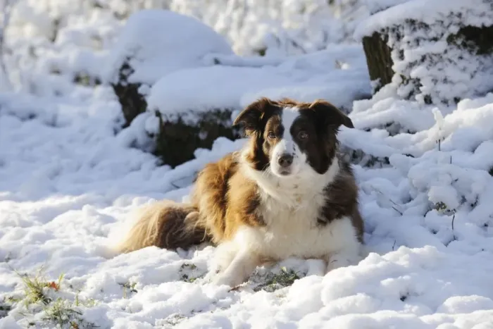 Framed Print : DOG. Border collie laying in the snow Framed Print : DOG. Border collie laying in the snow