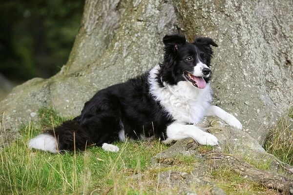 Dog. Border Collie laying by tree
