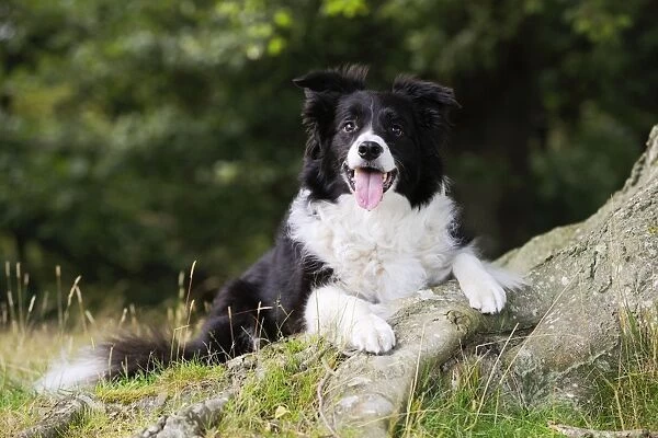 Dog. Border Collie laying by tree