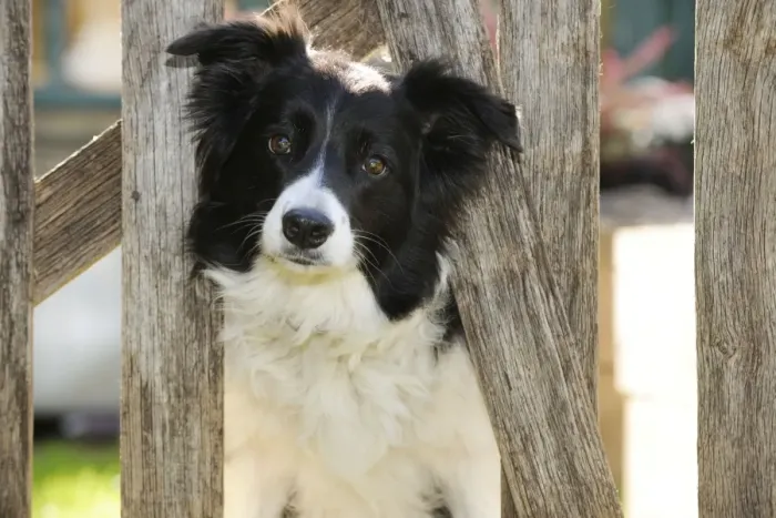 Framed Print : DOG. Border collie looking through garden fence Framed Print : DOG. Border collie looking through garden fence