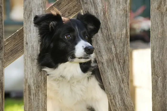 Framed Print : DOG. Border collie looking through garden fence Framed Print : DOG. Border collie looking through garden fence