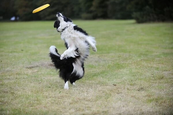 DOG. Border collie playing with frisbee