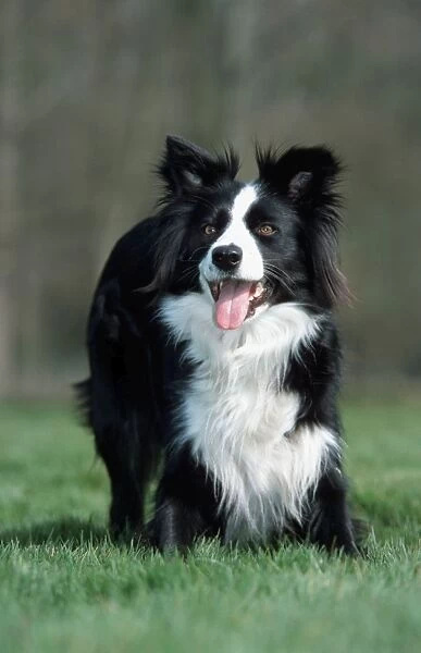Dog - Border collie playing in garden - front view - Belgium