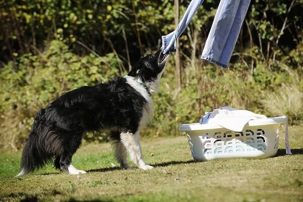 DOG. Border collie pulling washing off washing line