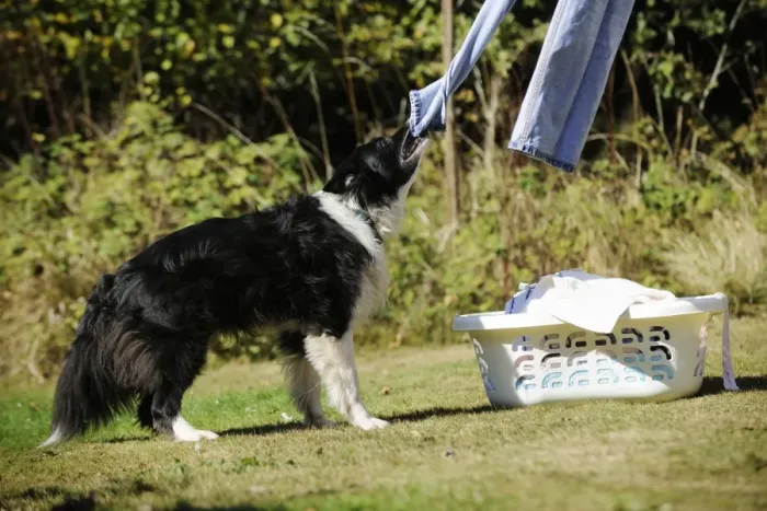 Framed Print : DOG. Border collie pulling washing off washing line Framed Print : DOG. Border collie pulling washing off washing line
