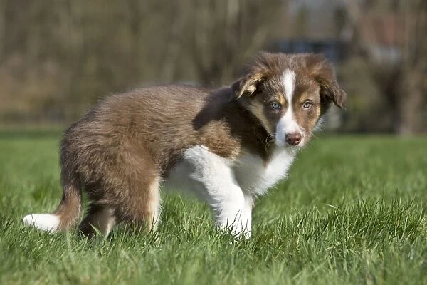 Dog Border Collie pup