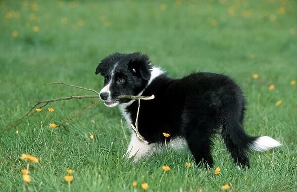 Dog - Border Collie pup playing with branch