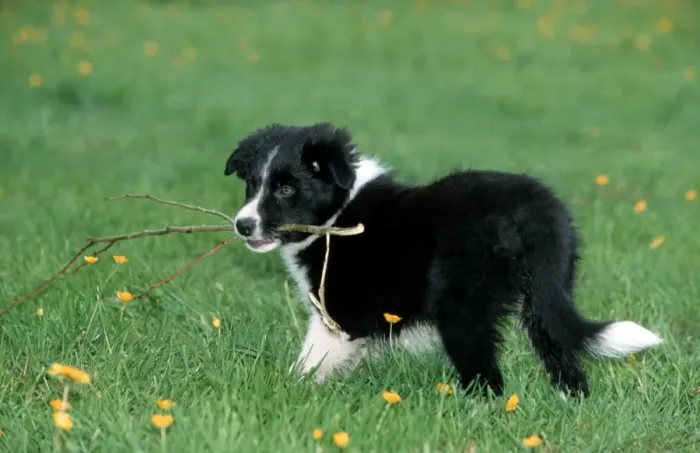 Framed Print : Dog - Border Collie pup playing with branch Framed Print : Dog - Border Collie pup playing with branch