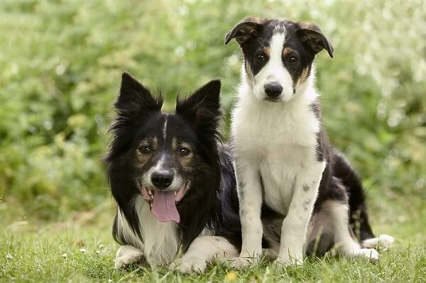 Dog - Border Collie & puppy