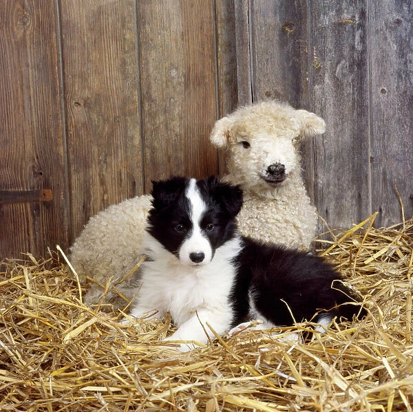 Dog - Border Collie puppy with lamb