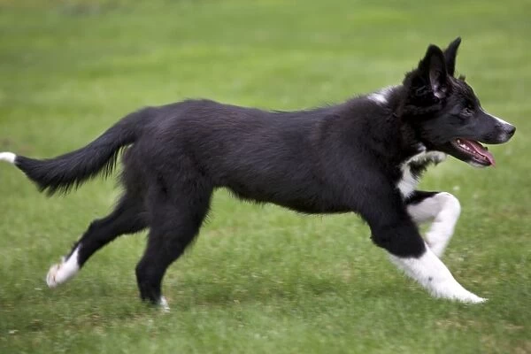 Dog - Border Collie - puppy running