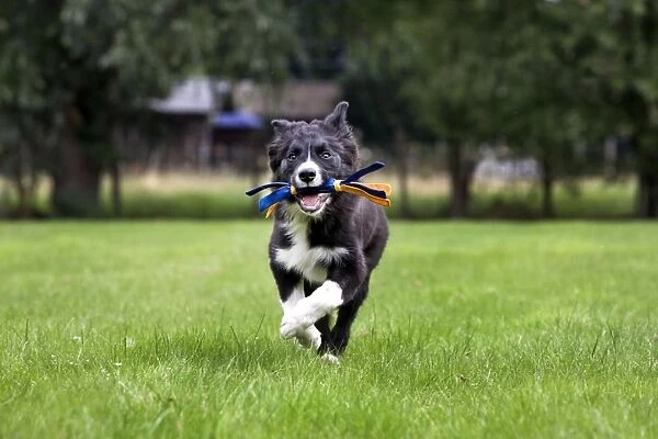 Dog - Border Collie - puppy running with toy in mouth