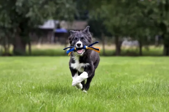 Framed Print : Dog - Border Collie - puppy running with toy in mouth Framed Print : Dog - Border Collie - puppy running with toy in mouth