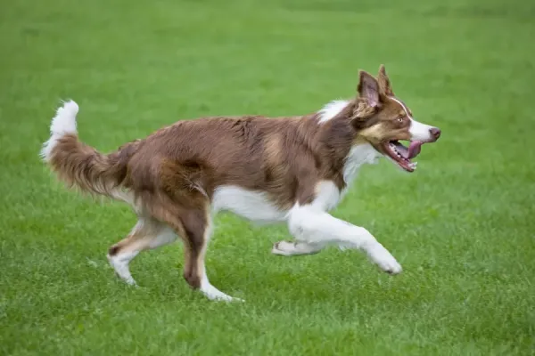 Dog Border Collie With Red Merle Playing With Frisbee 8702945