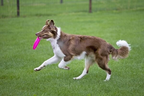 Dog - Border Collie - with red merle - playing with frisbee