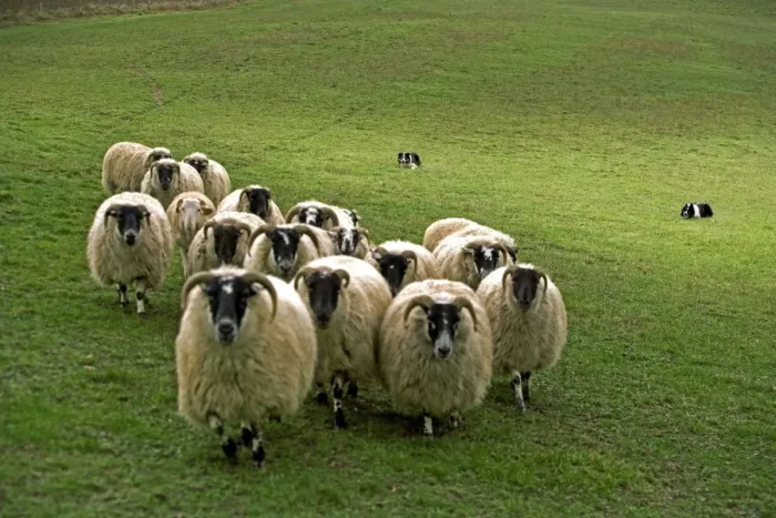 Framed Print : Dog - Border collie rounding up black-faced sheep in field Framed Print : Dog - Border collie rounding up black-faced sheep in field