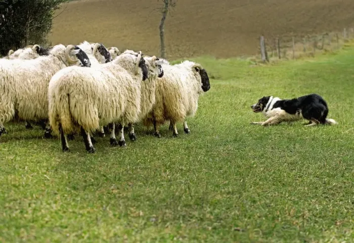 Framed Print : Dog - Border collie rounding up black-faced sheep in field Framed Print : Dog - Border collie rounding up black-faced sheep in field