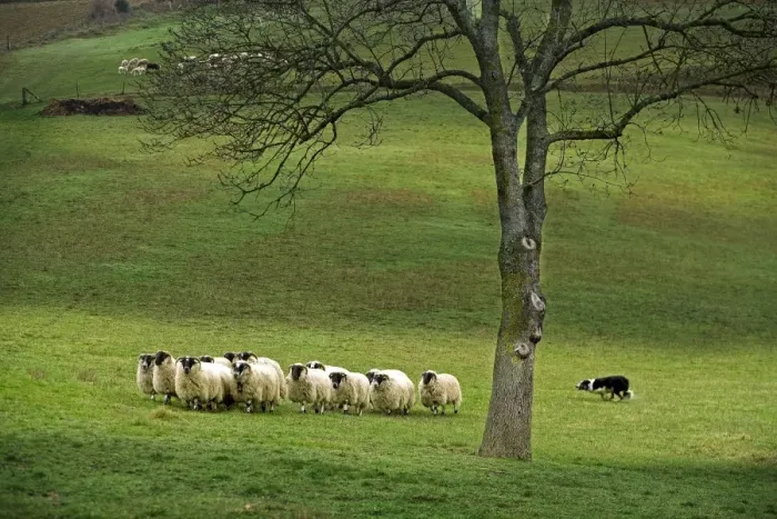 Framed Print : Dog - Border collie rounding up black-faced sheep in field Framed Print : Dog - Border collie rounding up black-faced sheep in field