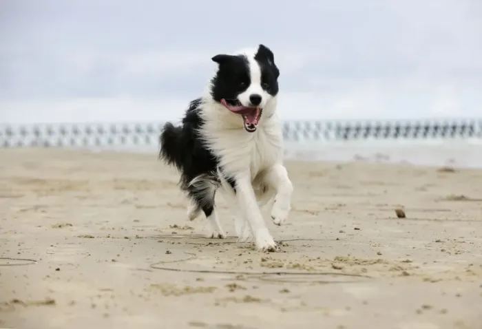 Framed Print : DOG. Border collie running along beach Framed Print : DOG. Border collie running along beach