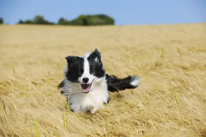 Framed Print : Dog. Border Collie running in field Framed Print : Dog. Border Collie running in field