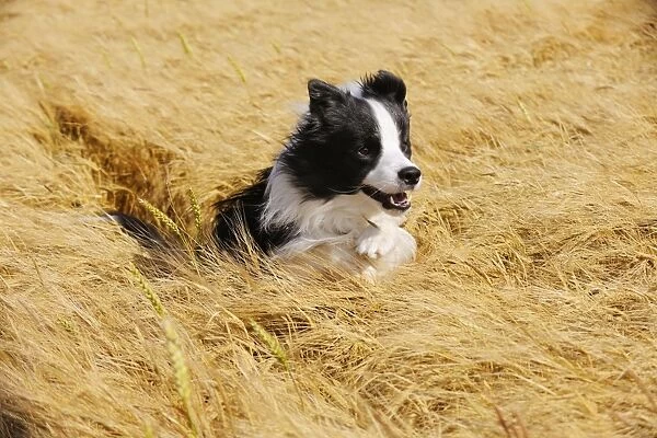 Dog. Border Collie running in field