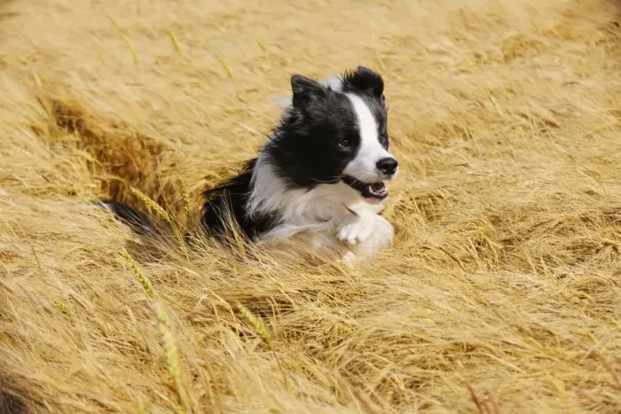 Framed Print : Dog. Border Collie running in field Framed Print : Dog. Border Collie running in field
