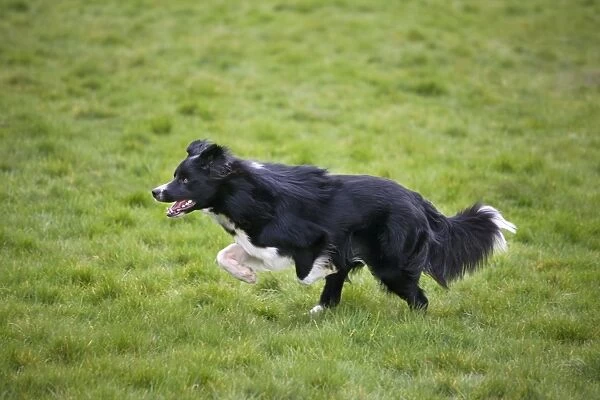 Dog - Border Collie - running in field