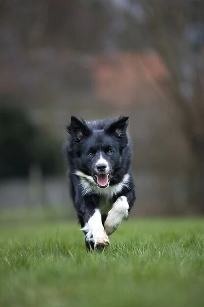 Dog - Border Collie - running in garden