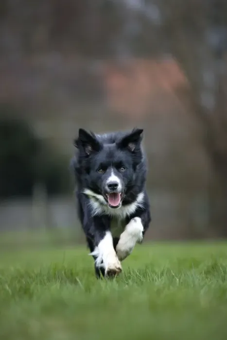 Framed Print : Dog - Border Collie - running in garden Framed Print : Dog - Border Collie - running in garden