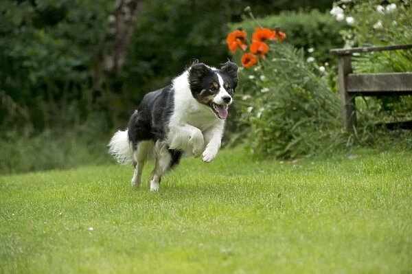 DOG. Border collie running through the garden