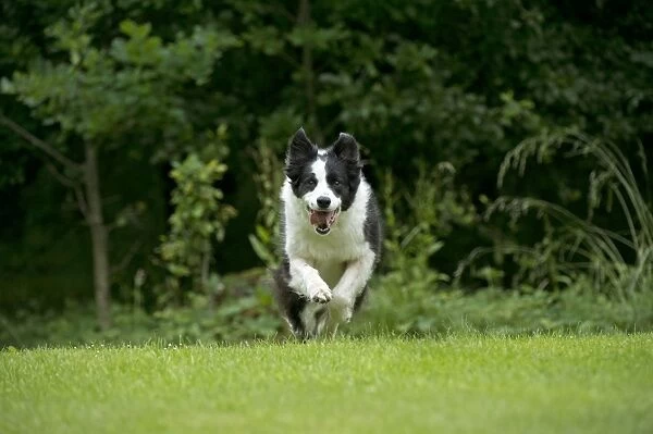DOG - Border collie running through the garden