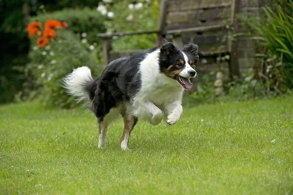 DOG - Border collie running through the garden