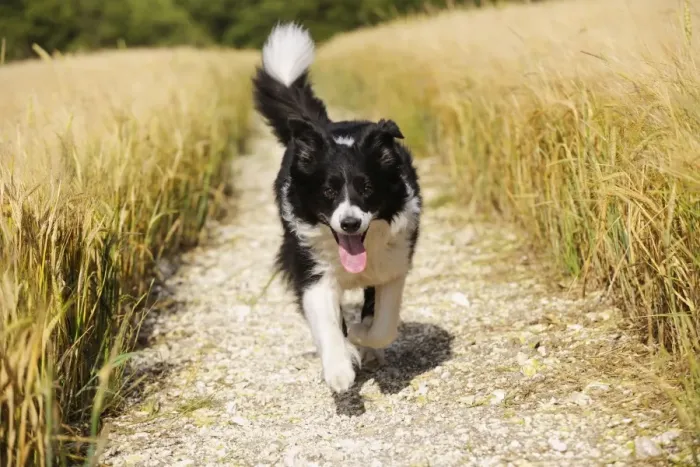 Framed Print : Dog. Border Collie running down path Framed Print : Dog. Border Collie running down path