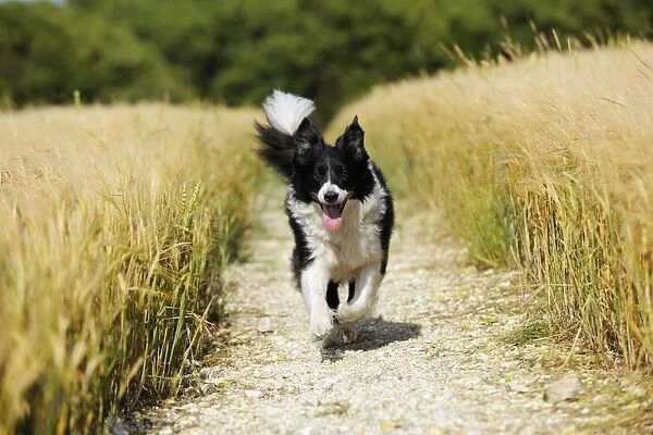 Dog. Border Collie running down path