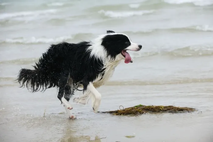 Framed Print : DOG. Border collie running in surf Framed Print : DOG. Border collie running in surf